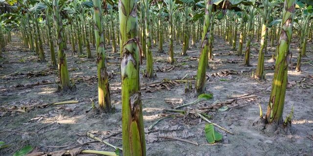 Banana-Farming-Picture-from-Tentmakers 100-acre banana plantation missional business venture