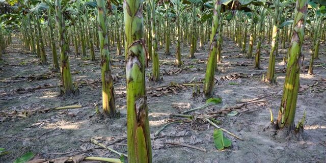 100-acre banana plantation missional business venture